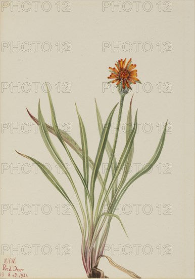 False Dandelion (Agoseris aurantiaca), 1921.