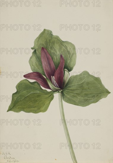 Giant Trillium (Trillium chloropetalum), 1921.