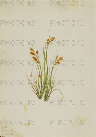 Golden Sedge (Carex aurea), 1921.