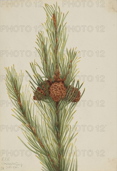 Lodgepole Pine (Pinus Contorta murrayana), 1921.