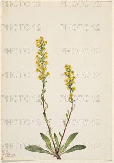 Mountain Goldenrod (Solidago oreophila), 1921.