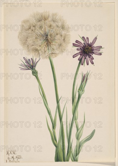 Salsify (Tragopogon porrifolius), 1921.