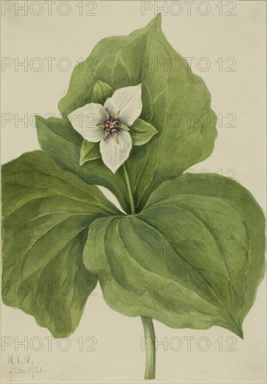 Wax Trillium (Trillium album), 1921.