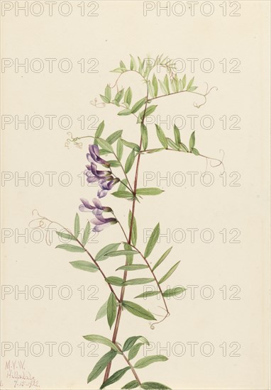 American Vetch (Vicia americana), 1922.