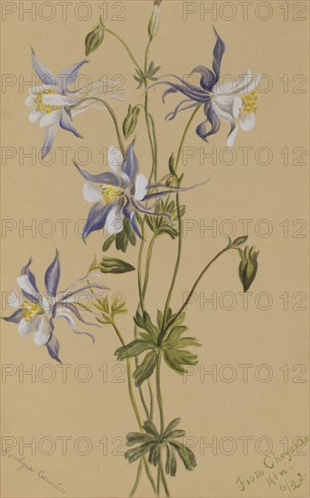 Blue Columbine (Aquilegia caerulea), 1922.
