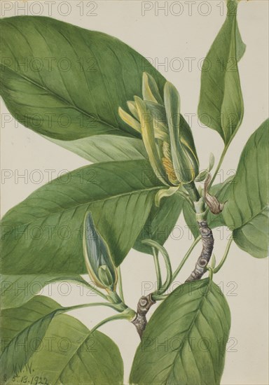 Cucumbertree (Magnolia acuminata), 1922.