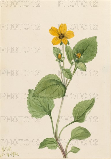 Golden Star (Chrysogonum virginianum), 1922.