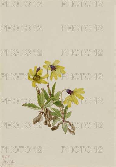 Lake Louise Arnica (Arnica louisiana), 1922.