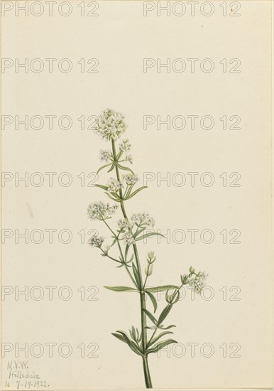 Northern Bedstraw (Galium boreale), 1922.