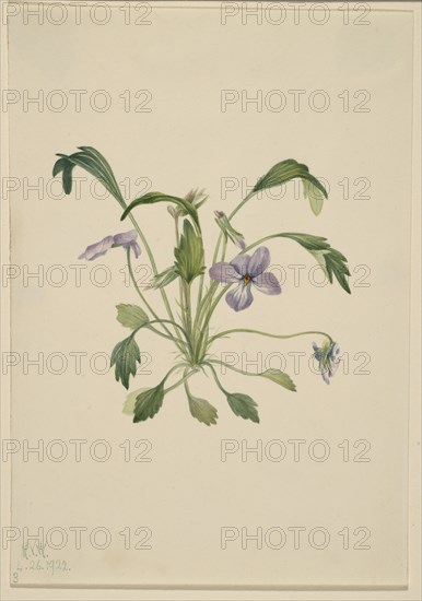 Southern Bird's Foot Violet (Viola digitata), 1922.