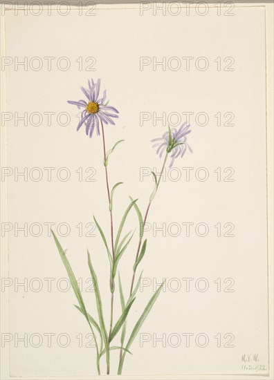 Swamp Aster (Aster paludosus), 1922.