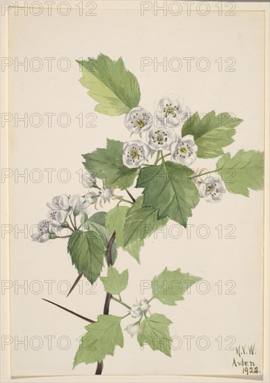 Thicket Hawthorn (Crataegus coccinea), 1922.