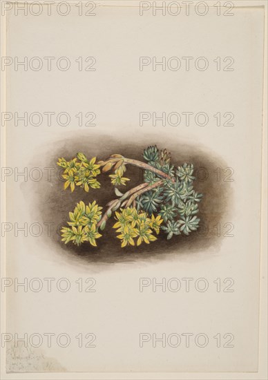 Yellow Stonecrop (Sedum stenopetalum), 1922.