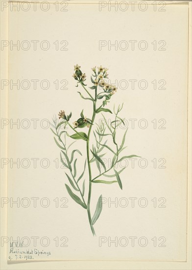 Bastard Toadflax (Comandra pallida), 1923.