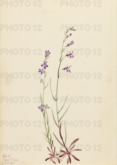 Brook Lobelia (Lobelia kalmii), 1923.