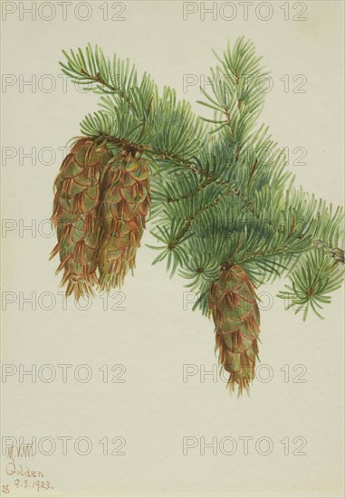 Douglas Fir (Pseudotsuga mucronata), 1923.