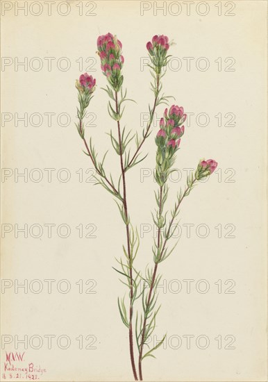 Owl-clover (Orthocarpus tenuifolius), 1923.