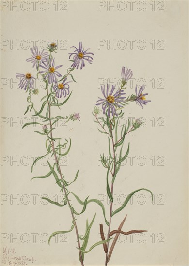 Prairie Aster (Aster campestris), 1923.