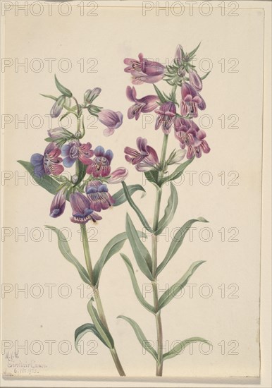 Prairie Pentstemon (Pentstemon erianthera), 1923.
