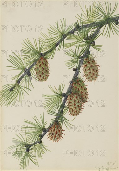 Western Larch (Larix occidentalis), 1923.