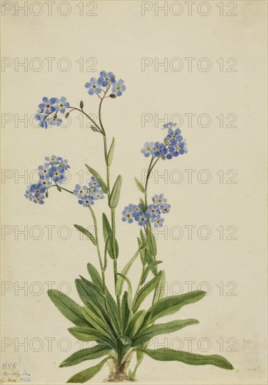 Alpine Forget-me-not (Myosotis alpestris), 1924.