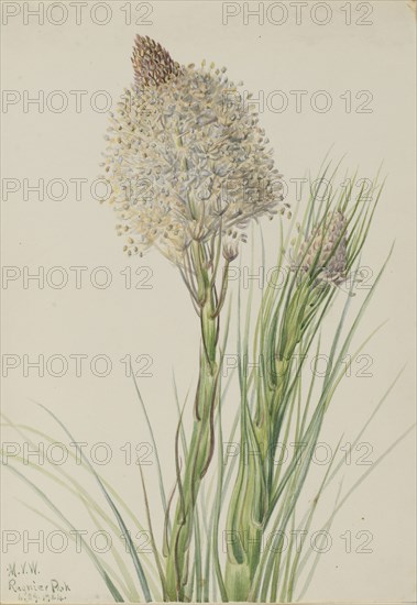 Beargrass (Xerophyllum tenax), 1924.