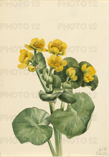 Marsh Marigold (Caltha palustris), 1924.