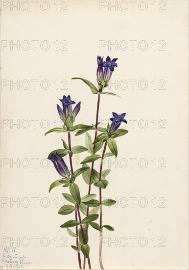 Riverbank Gentian (Gentiana affinis), 1924.