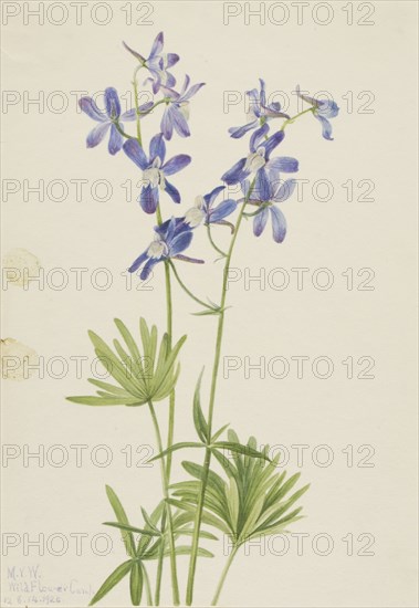 Slim Larkspur (Delphinium depauperatum), 1924.