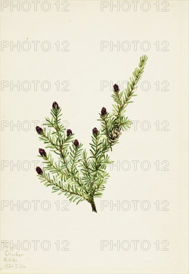 Western Hemlock (Tsuga heterophylla), 1924.