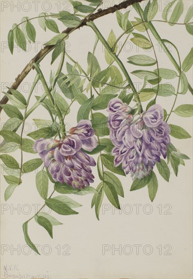 American Wisteria (Kraunhia frutescens), 1925.