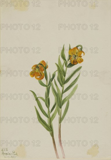Columbia Lily (Lilium columbianum), 1925.