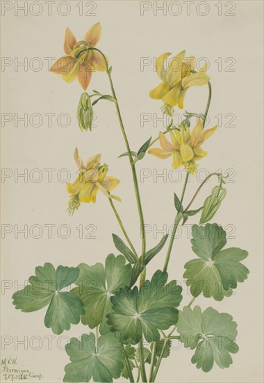 Lemon Columbine (Aquilegia flavescens), 1925.