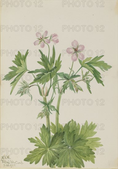 Western Cranesbill (Geranium viscosissimum), 1925.