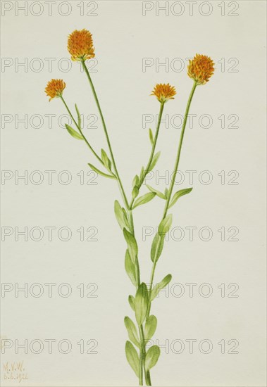 Orange Polygala (Polygala lutea), 1926.