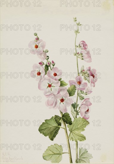 Orange-Eye Globemallow (Sphaeralcea davidsonii), 1926.