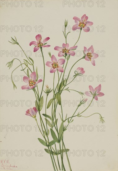 Saltmarsh Rosegentian (Sabbatia stellaris), 1926.