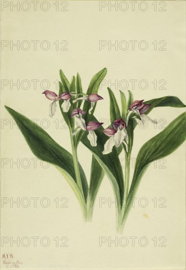Showy Orchis (Orchis spectabilis), 1926.