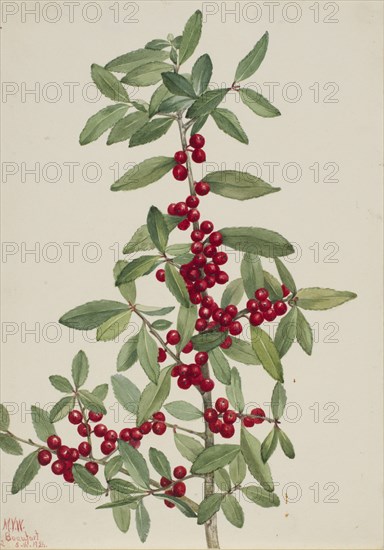 Yaupon (Ilex vomitoria), 1926.