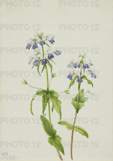 Blue-Eyed Mary (Collinsia verna), 1927.