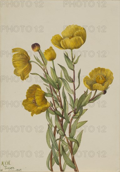 Bushpoppy (Dendromecon rigidum), 1927.