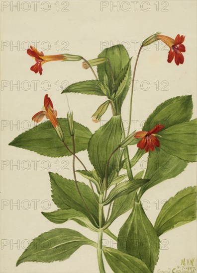 Cardinal Monkey Flower (Mimulus cardinalis), 1927.