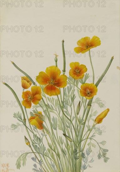 Mexican Poppy (Eschscholtzia mexicana), 1927.