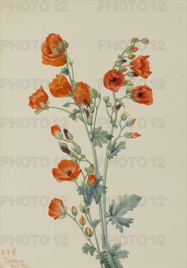 Scarlet Globe Mallow (Sphaeralcea grossulariaefolia), 1927.