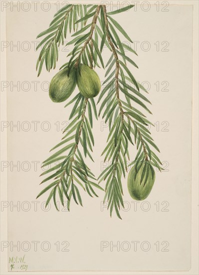 California Nutmeg (Tumion californicum), 1929.