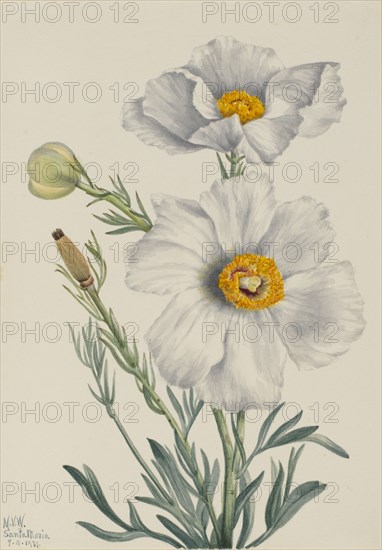 Matilija Poppy (Romneya coulteri), 1931.