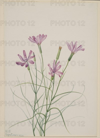 Skeleton Weed (Lygodesmia grandiflora), 1931.