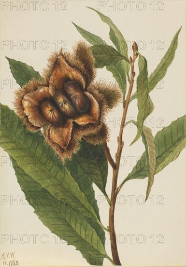 American Chestnut (Castanea dentata), 1932.