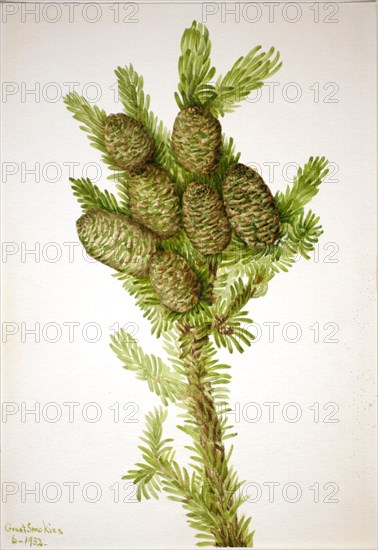 Balsam Fir (Albies fraseri), 1932.