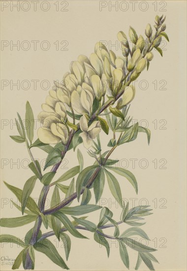 False Indigo (Baptista bructeata), 1932.